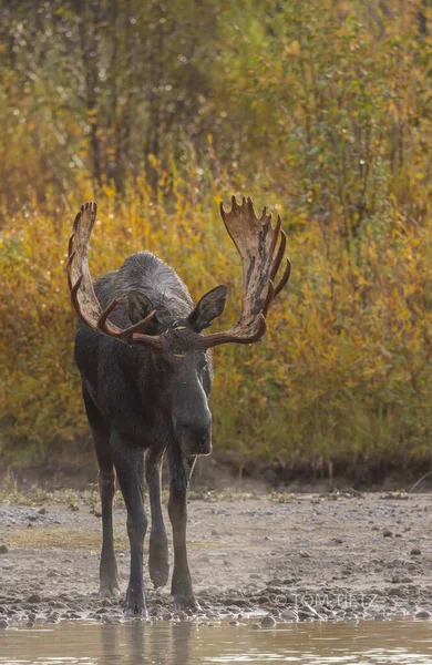 Bull Moose Rut Dans Wyoming Automne — Photo