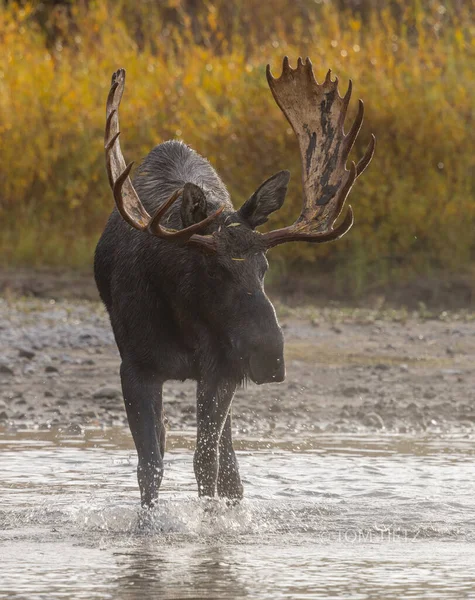 Sonbaharda Wyoming 'deki Rut' ta Boğa Geyiği