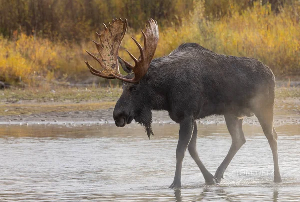 Bull Moose Rutinban Wyomingban Ősszel — Stock Fotó