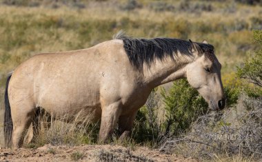 Sonbaharda Wyoming çölünde vahşi at