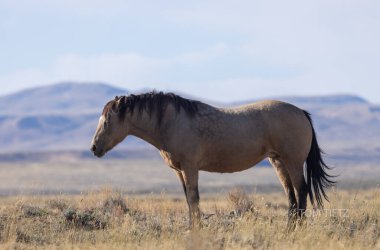 Sonbaharda Wyoming çölünde vahşi at