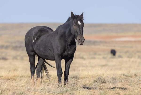Vild Häst Wyoming Öknen Hösten — Stockfoto