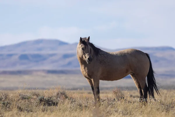 Wild Paard Wyoming Woestijn Herfst — Stockfoto