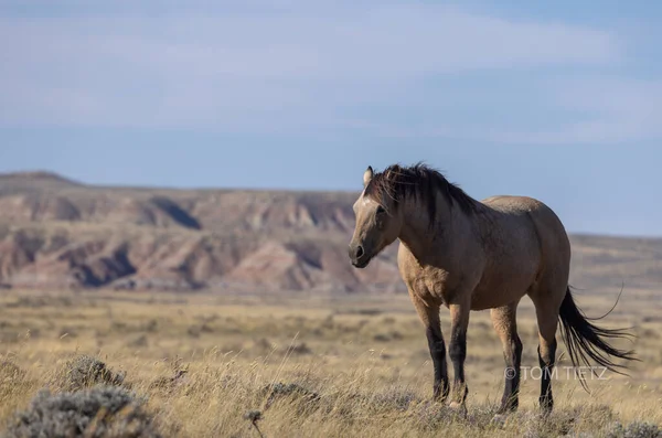 Caballo Salvaje Desierto Wyoming Otoño — Foto de Stock