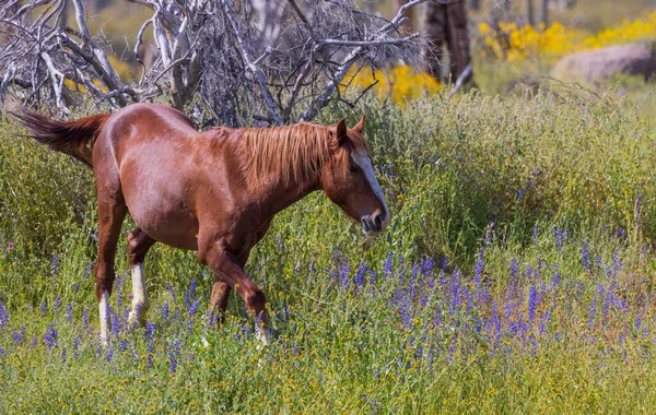 Cavalo Selvagem Perto Rio Sal Deserto Arizona Primavera — Fotografia de Stock