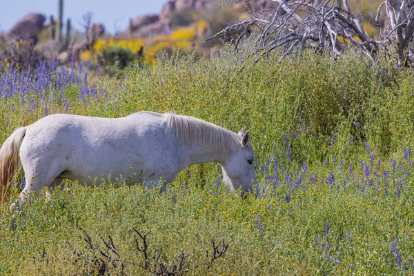 a wild horse near the Salt River in the Arizona desert in springtime