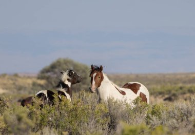 Wyoming çölünde sonbaharda vahşi atlar