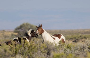 Wyoming çölünde sonbaharda vahşi atlar