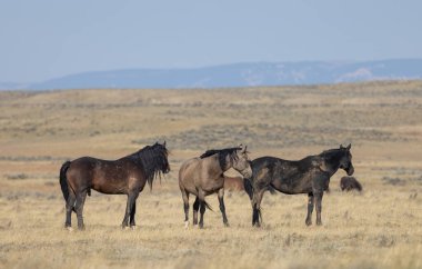 Wyoming çölünde sonbaharda vahşi atlar