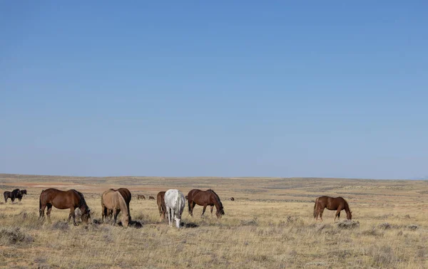 怀俄明州沙漠中的野马 — 图库照片