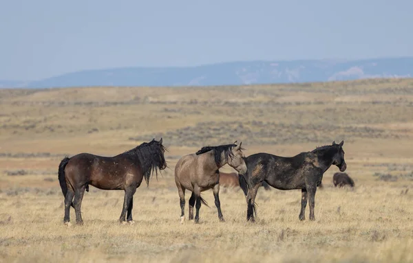 Divoké Koně Podzim Poušti Wyoming — Stock fotografie
