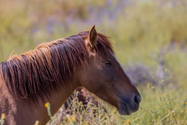Arizona çölünün yakınındaki Salt River yakınlarında yabani bir at.