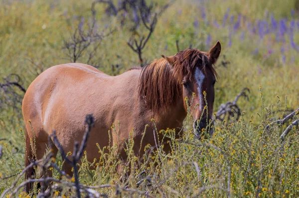 a wild horse in spring wildflowers near the Salt River int he Arizona desert