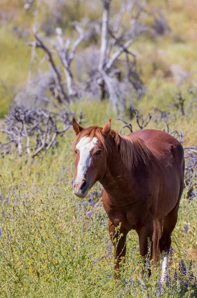 Vild Häst Våren Vilda Blommor Nära Saltfloden Int Arizona Öknen — Stockfoto