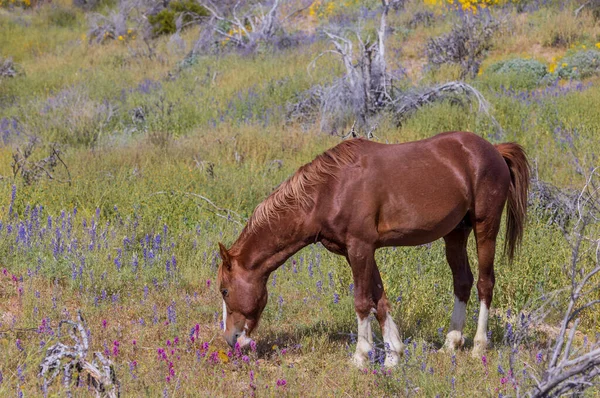 Cavallo Selvatico Primavera Fiori Selvatici Vicino Salt River Int Arizona — Foto Stock