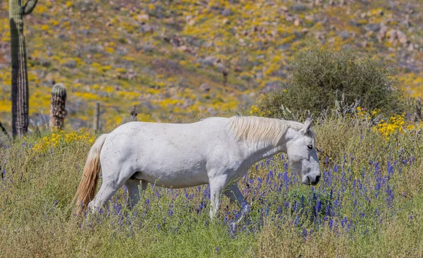 a wild horse in spring wildflowers near the Salt River int he Arizona desert