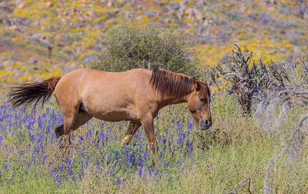 Cavalo Selvagem Primavera Flores Silvestres Perto Rio Sal Int Ele — Fotografia de Stock