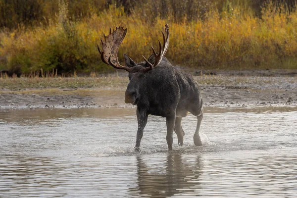 Egy Bika Jávorszarvas Wyoming Során Őszi Rut — Stock Fotó