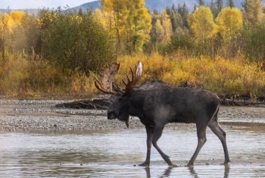 Wyoming düşme rut sırasında bir boğa geyiği