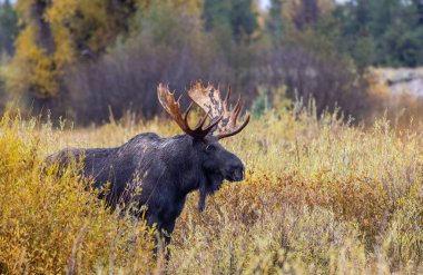 Wyoming düşme rut sırasında bir boğa geyiği