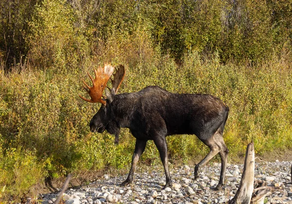 Bull Moose Wyoming Fall Rut — Stock Photo, Image