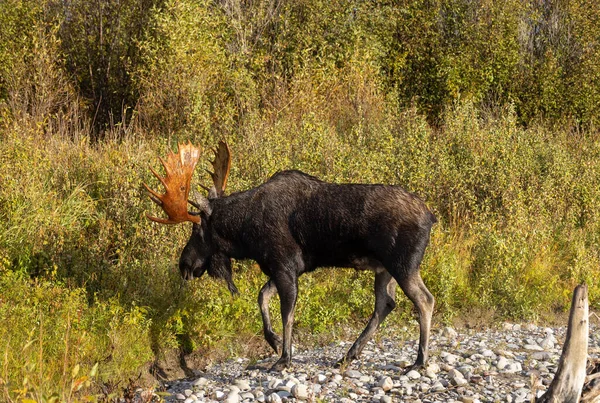 Egy Bika Jávorszarvas Wyoming Során Őszi Rut — Stock Fotó