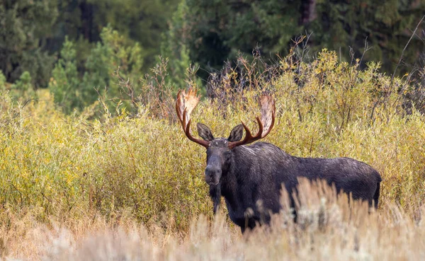 Bull Älg Wyoming Hösten Brunsten — Stockfoto