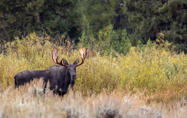 Een Stier Moose Wyoming Tijdens Val Sleur — Stockfoto