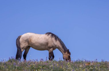 Yazın Montana 'daki Pryor Dağları' nda vahşi bir at