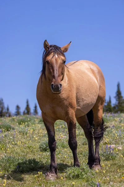 Ένα Άγριο Άλογο Καλοκαίρι Στα Όρη Πράιορ Μοντάνα — Φωτογραφία Αρχείου