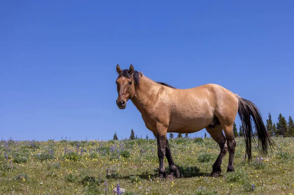 モンタナのプライヤー山脈の夏に野生の馬 — ストック写真