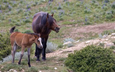 Yazın Montana 'daki Pryor Dağları' nda vahşi atlar