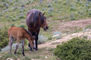 Yazın Montana 'daki Pryor Dağları' nda vahşi atlar