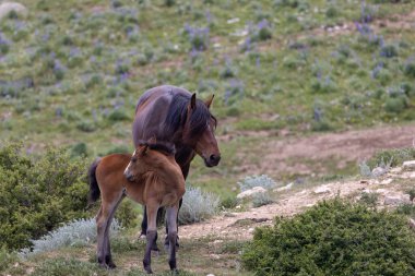 Yazın Montana 'daki Pryor Dağları' nda vahşi atlar