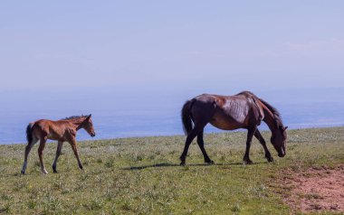 Montana 'daki Pryor Dağları' nda yazın vahşi bir kısrak ve tay.