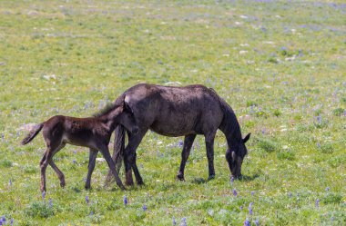 Montana 'daki Pryor Dağları' nda yazın vahşi bir kısrak ve tay.