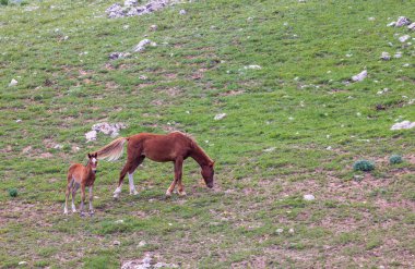 Montana 'daki Pryor Dağları' nda yazın vahşi bir kısrak ve tay.