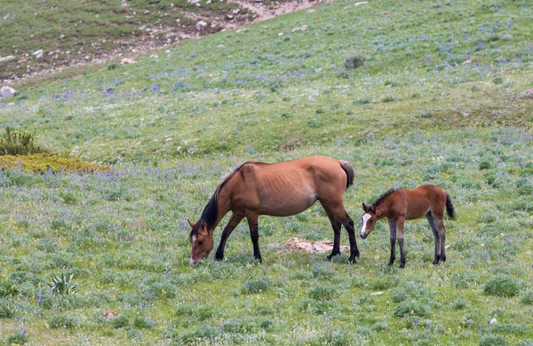 Klacz Źrebak Dzikiego Konia Latem Górach Pryor Montana — Zdjęcie stockowe
