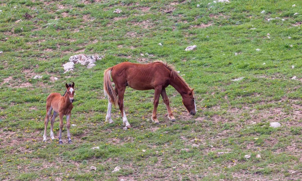 Eine Wildpferdstute Und Ein Fohlen Sommer Pryor Montana — Stockfoto