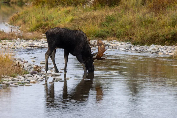 Bull Moose Wyoming Rut Autumn — Stock Photo, Image