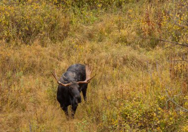 Sonbaharda Wyoming 'de bir boğa geyiği.
