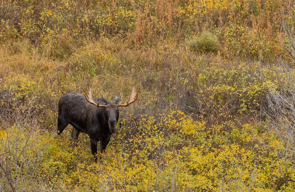 Sonbaharda Wyoming 'de bir boğa geyiği.