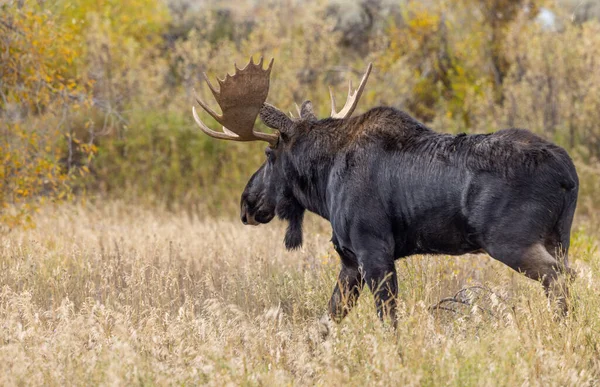 Býk Losa Během Říje Podzim Wyomingu — Stock fotografie