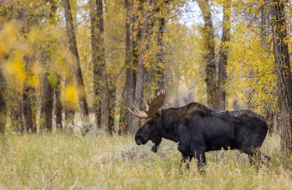 Ein Elchbulle Beim Traben Herbst Wyoming — Stockfoto