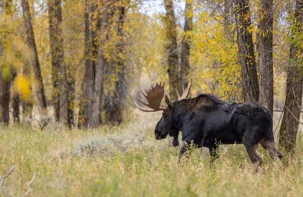 Ein Elchbulle Beim Traben Herbst Wyoming — Stockfoto