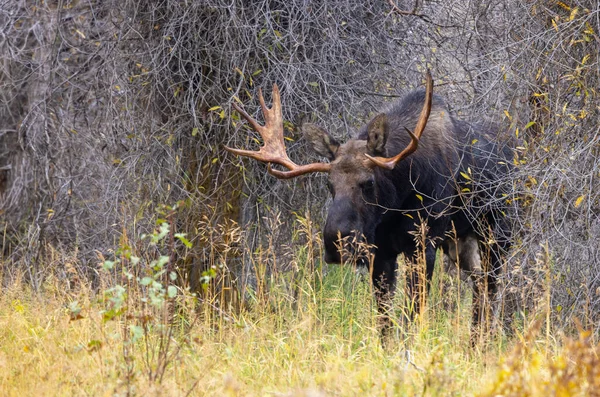 ワイオミング州の秋のラットの間に雄牛のムース — ストック写真