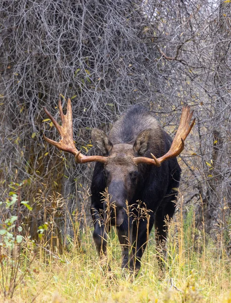 Een Stier Eland Tijdens Sleur Herfst Wyoming — Stockfoto