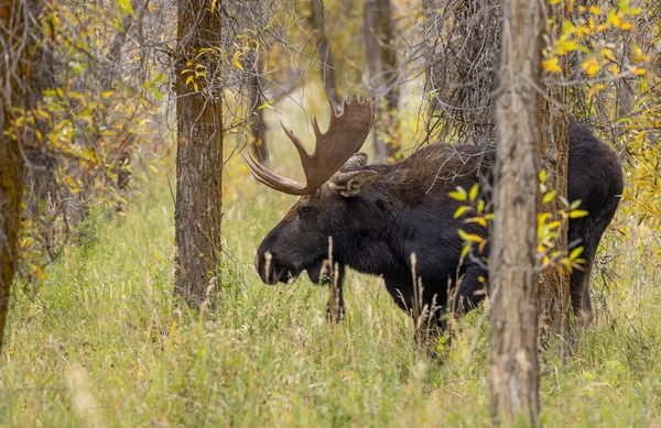 Een Stier Eland Tijdens Sleur Herfst Wyoming — Stockfoto