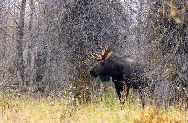 Bull Moose Rut Autumn Wyoming — Stock Photo, Image