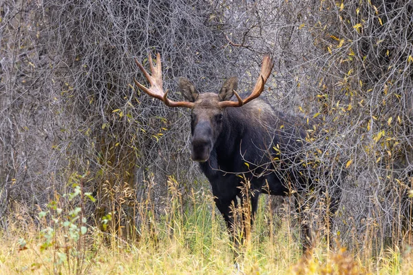 Bull Moose Rut Autumn Wyoming — Stock Photo, Image